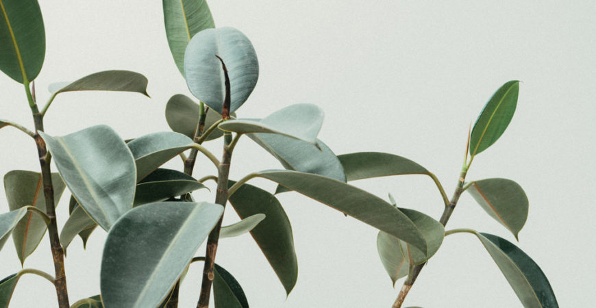 The-Gloss-Magazine-Francis-Brennan-House-plants