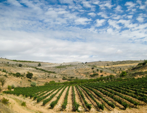 The-Gloss-Magazine-Wine-Ribera-del-duero