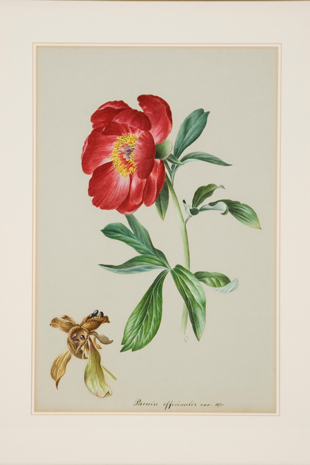 Artistic License Drawn From Nature, Irish Botanical Art The Gloss