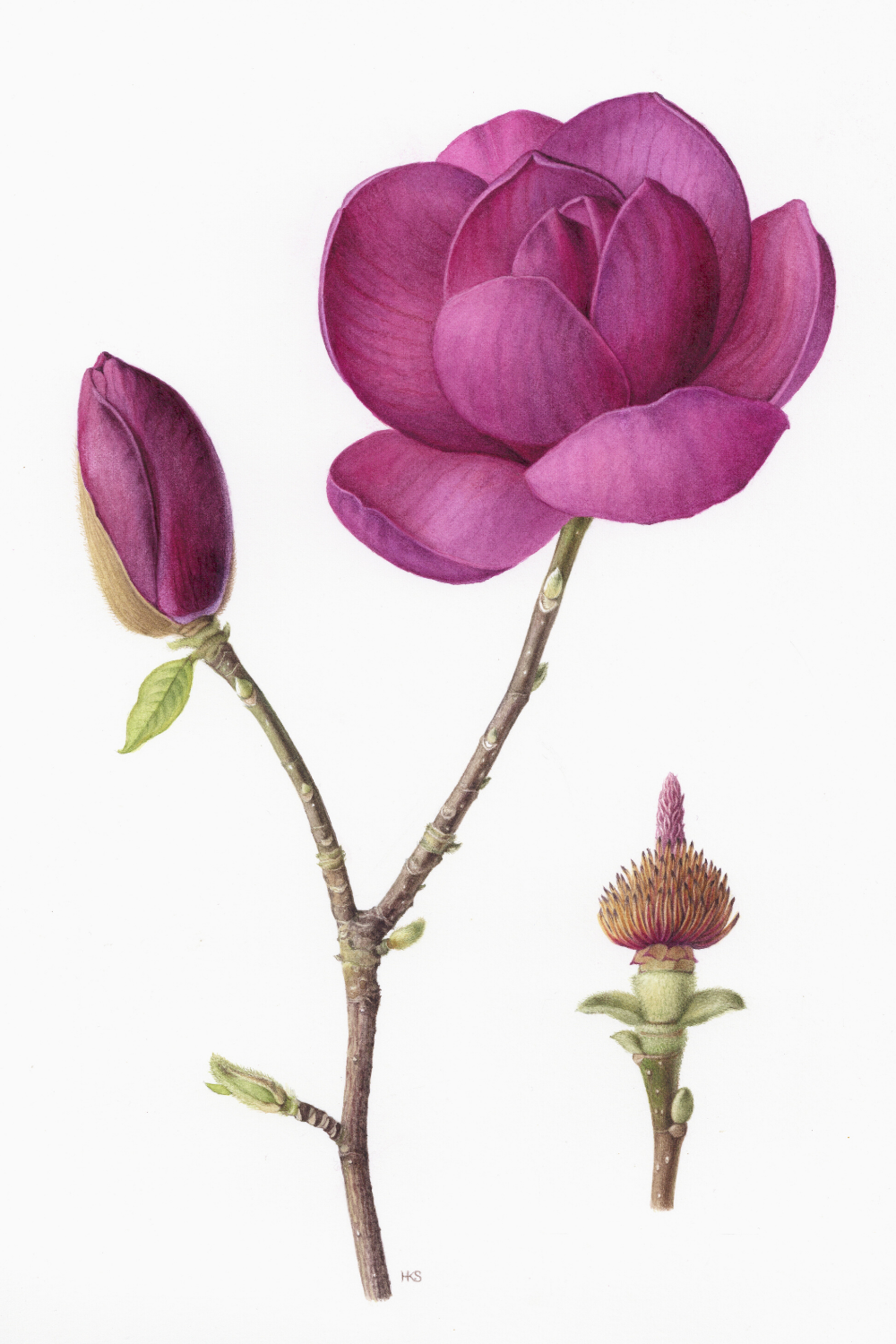 Artistic License Drawn From Nature, Irish Botanical Art The Gloss