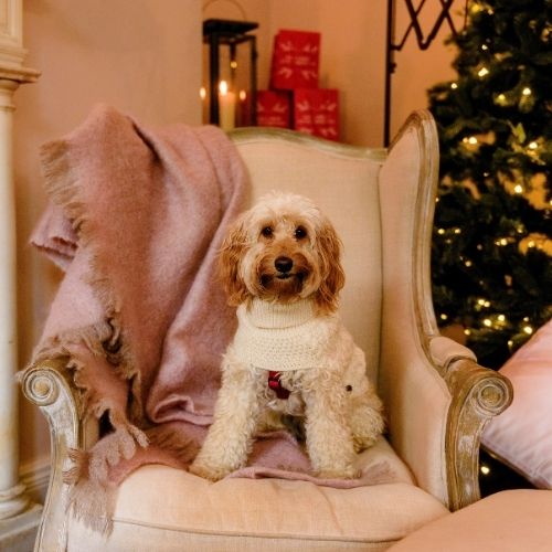 The Gloss Magazine-Gift Guide-Pet Lovers-3