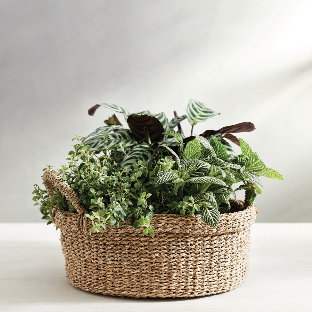 Seagrass-planter
