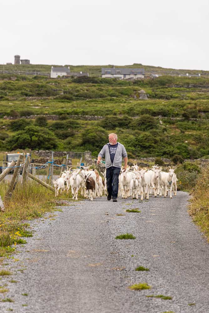 Aran-Islands-Goats-Cheese--Food-Tours-by-Julia-Dunin-Photography-376