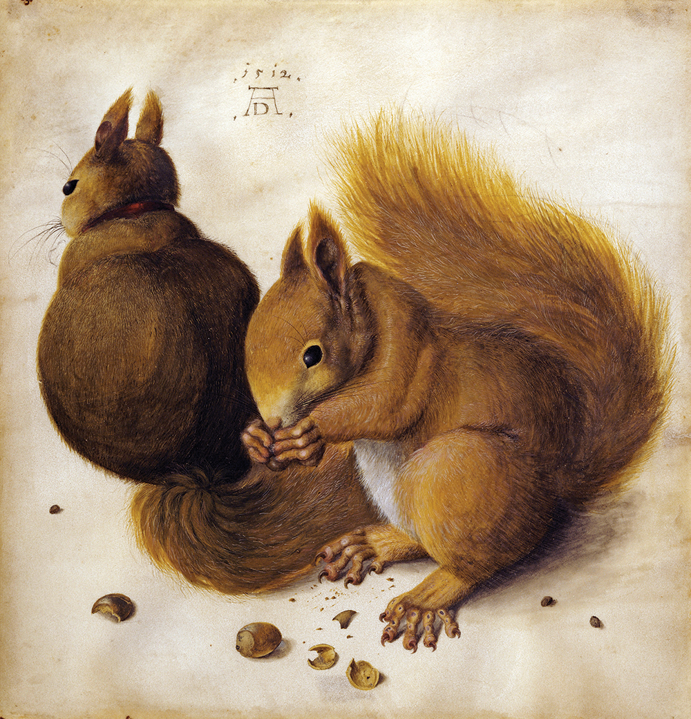 Durer-ecureuil