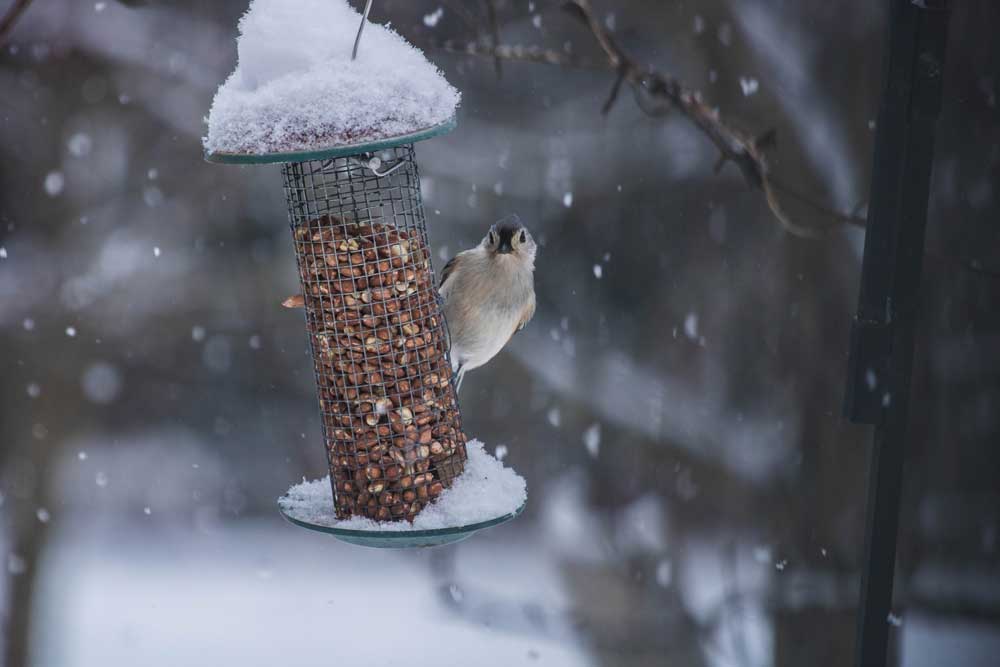 January-Blues-Bird-feeder