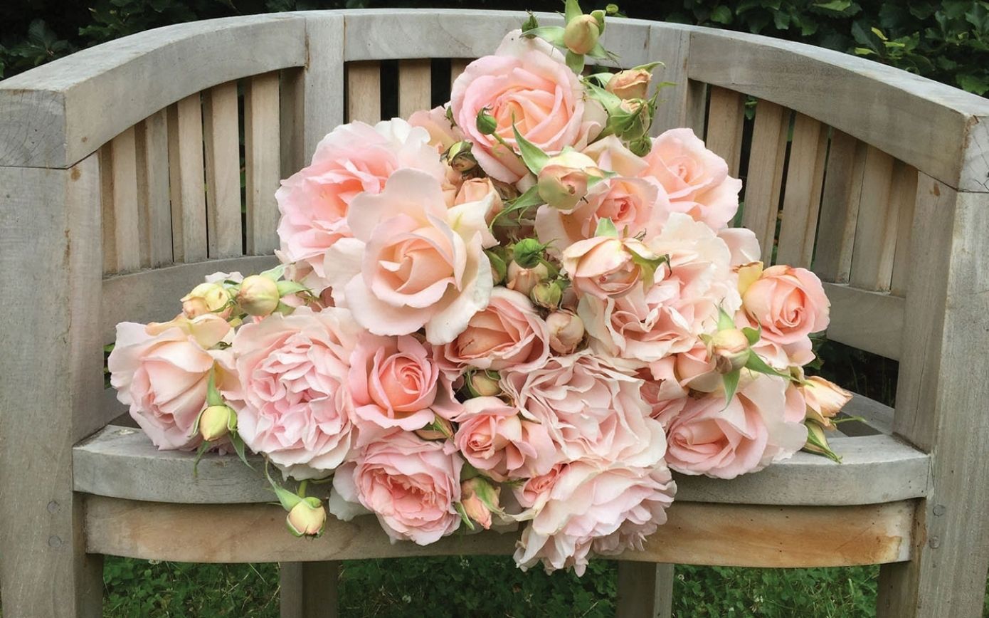 Roses 2