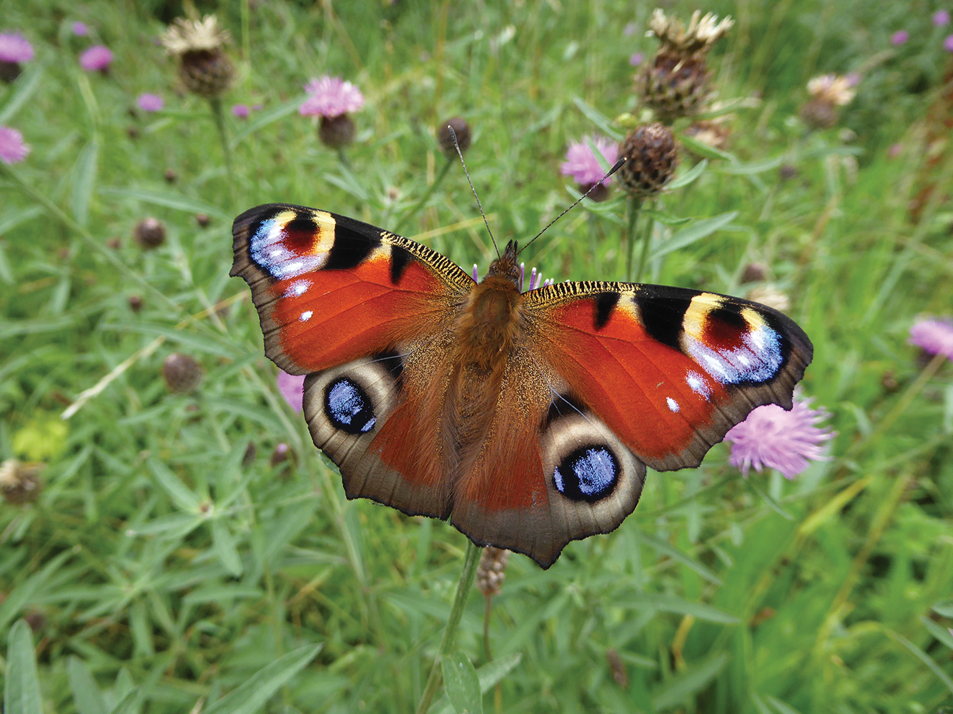 Peacock butterfly P1270817