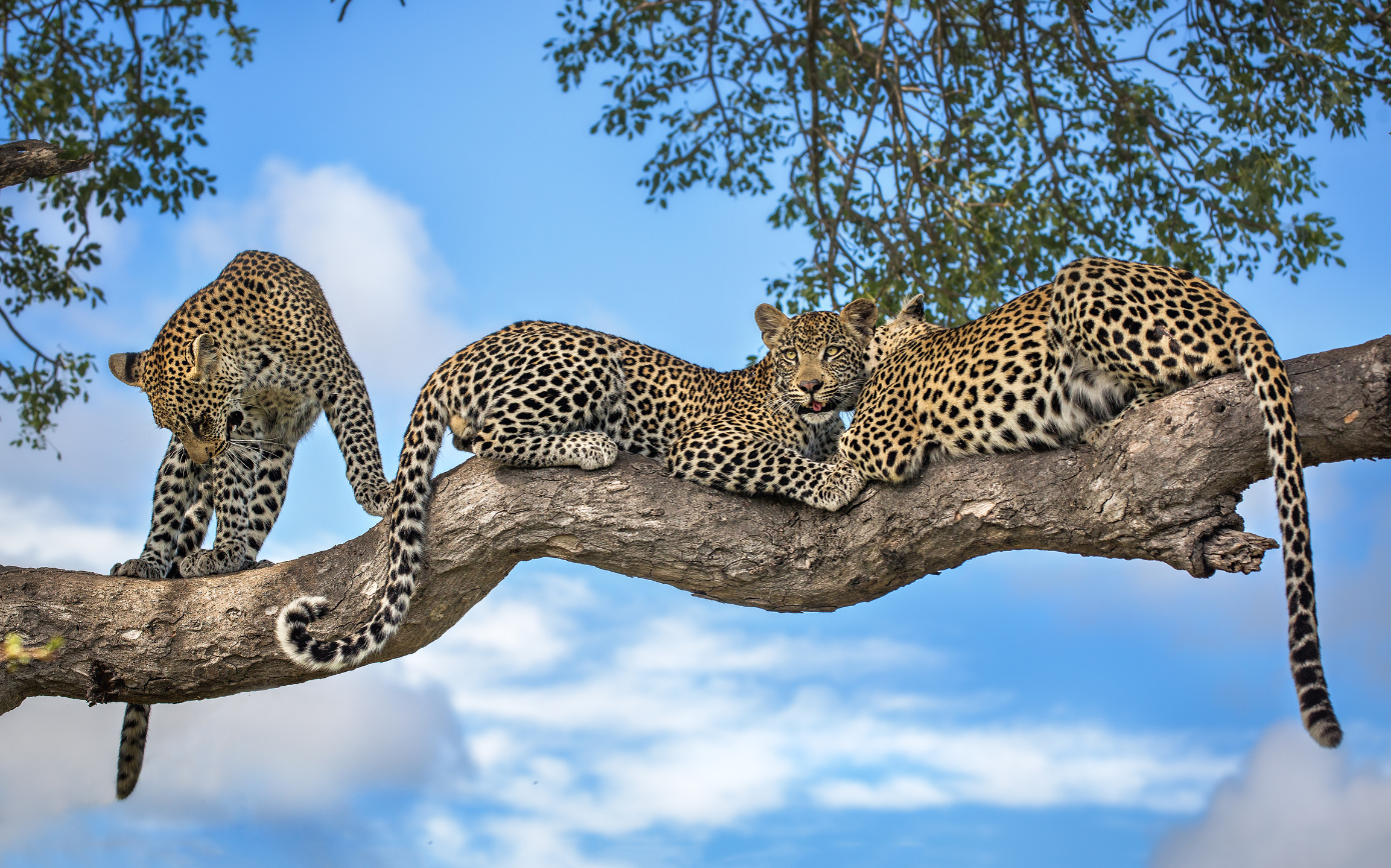 Kruger National Park, South Africa
