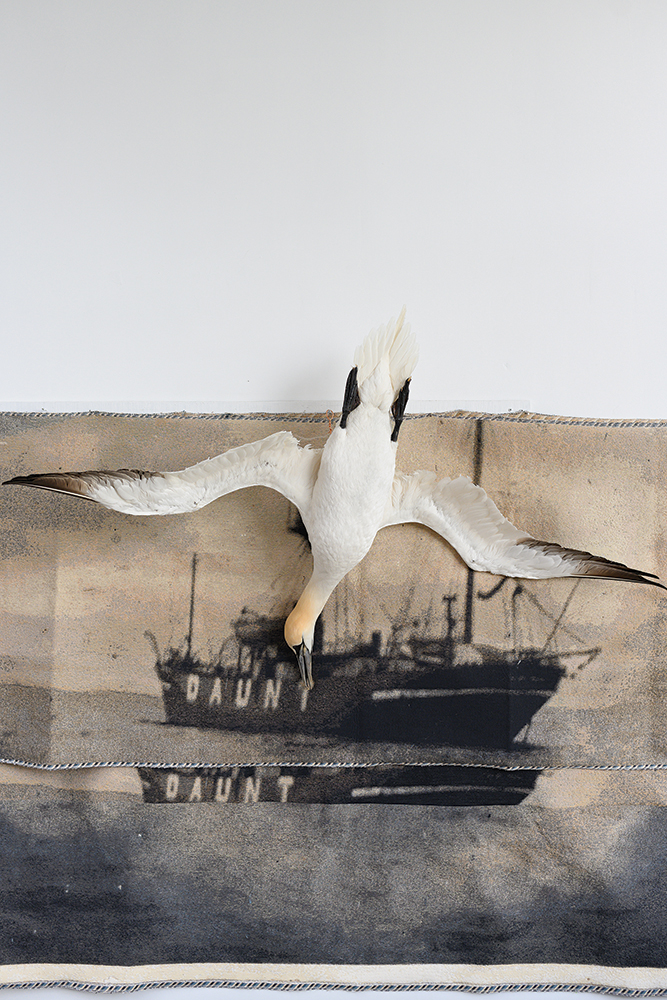 Gull2gull2