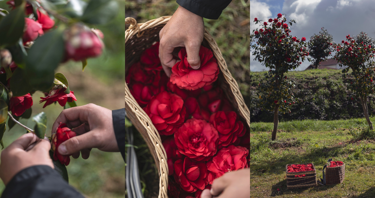 The Cult Of The Camellia: Behind The Scenes At Chanel's Camellia Farm In  The South Of France - The Gloss Magazine