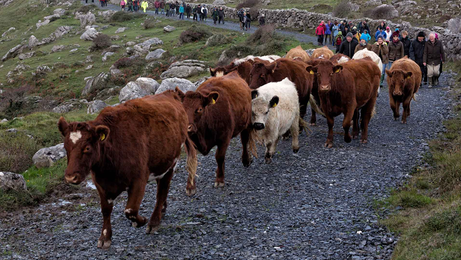 Food---Burren-walk