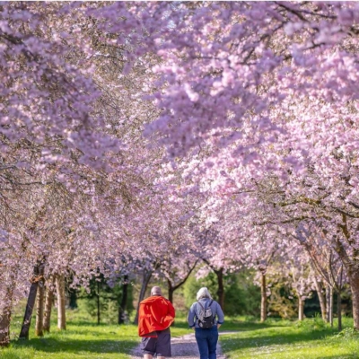 Where To Go Blossom-Chasing This Weekend