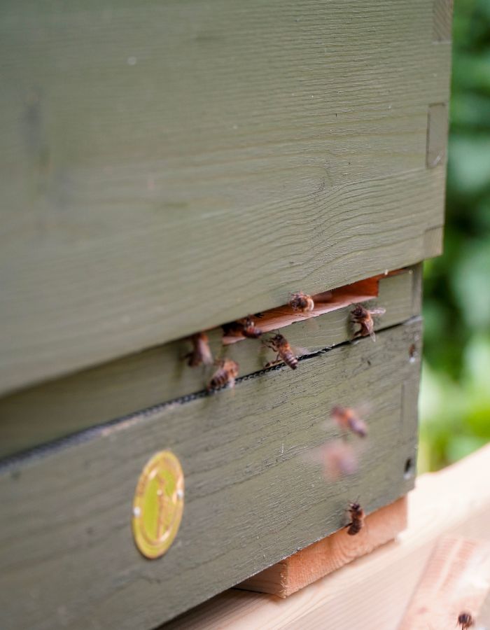 Catherine Carton Bee