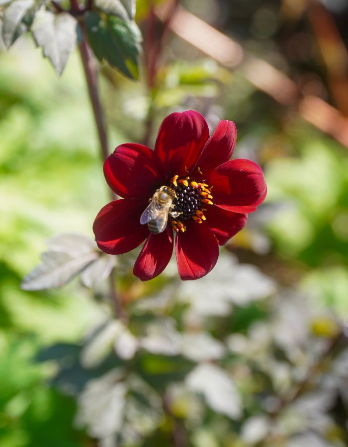 Catherine Carton Flower