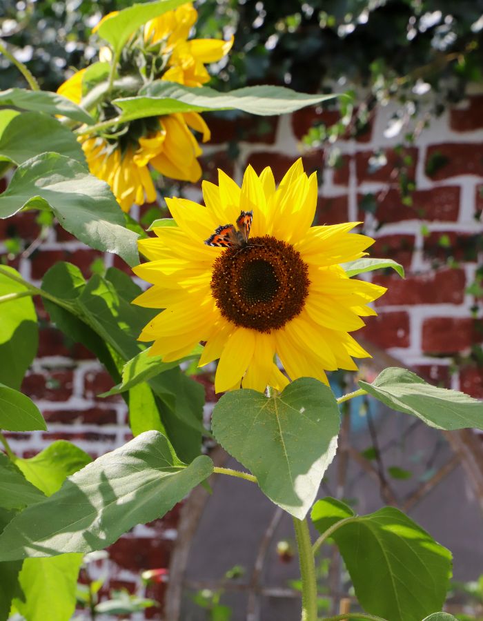 Catherine Carton Sunflower