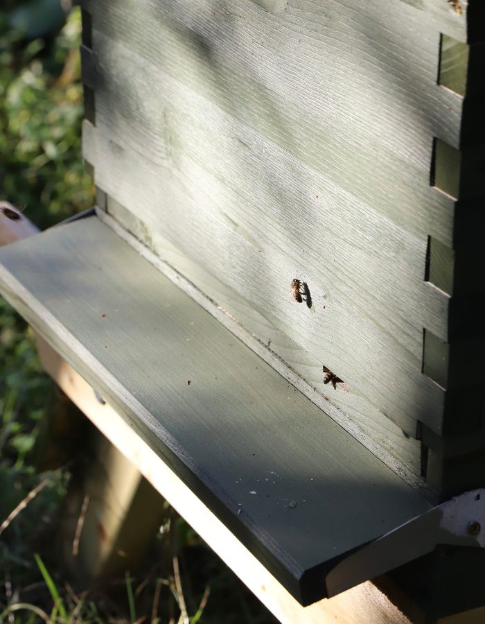 Hive