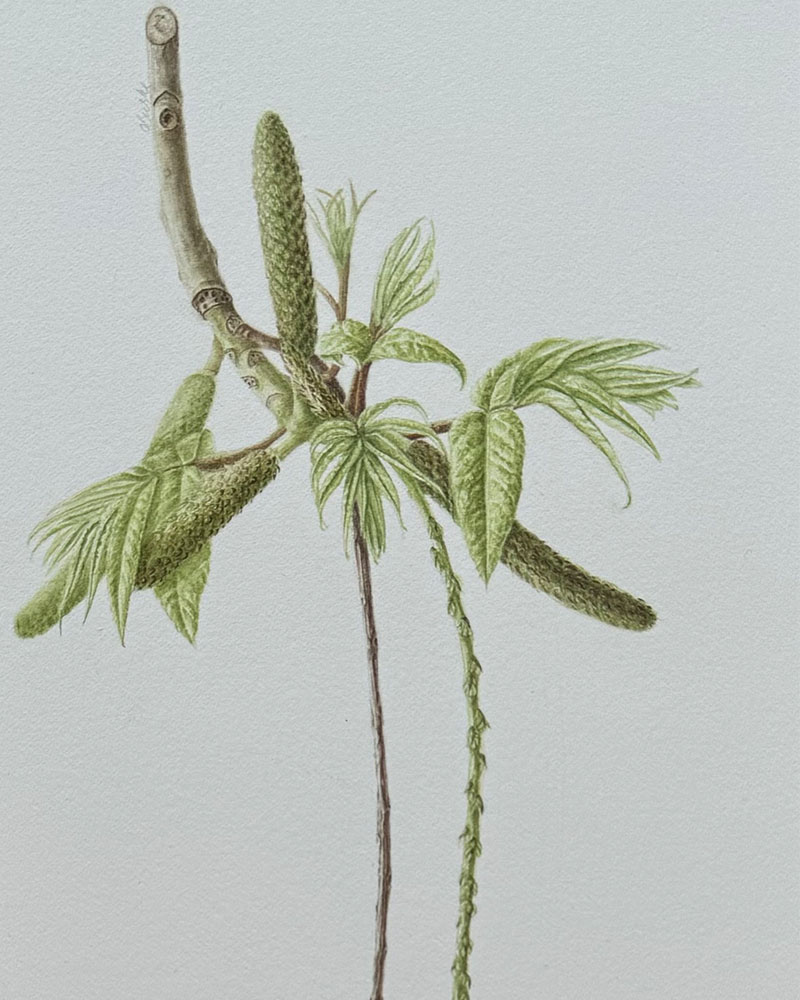 Olwyn Burke Caucasian Wingnut, Pterocarya Fraxinifolia