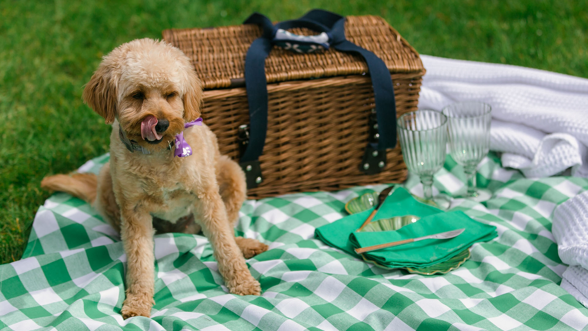 Tara O'Connor picnic