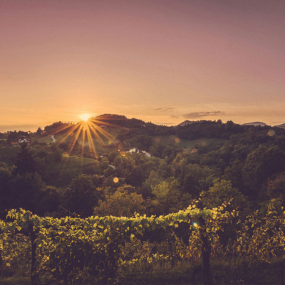 Journey Of Discovery: Charming Wines From Central Europe