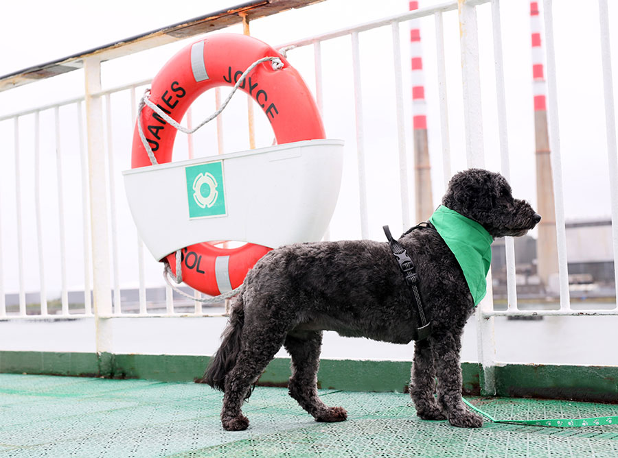 Irish-Ferries-Pet-Den-launched-by-rescue-dog,-Rue-(credit-Mark-Stedman)