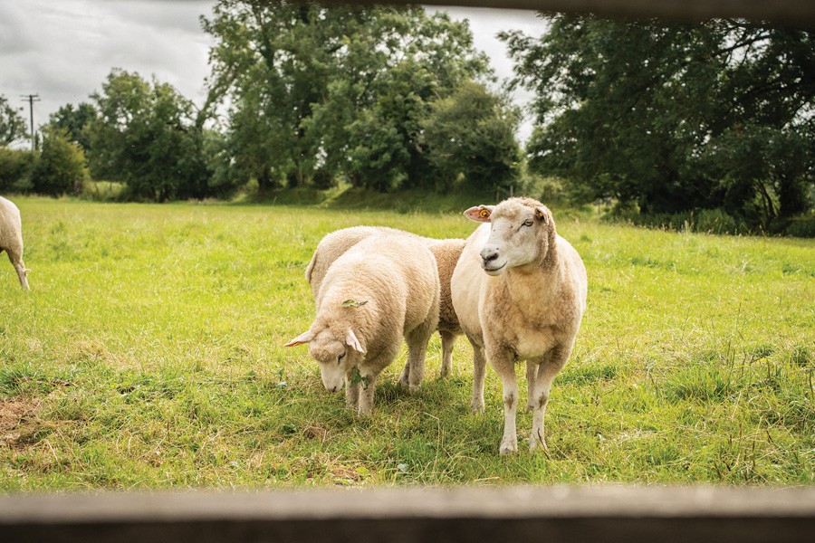 AVOCA-ANNOUNCES-HISTORIC-PARTNERSHIP-WITH-GALWAY-WOOL-CO-OP_2