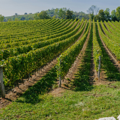 Marvellous Minerality: 6 Of The Best Slate Terroir Wines