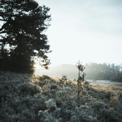 St Brigid's Wisdom To Slow Down This Season